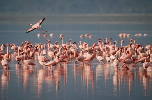 Flamingo's