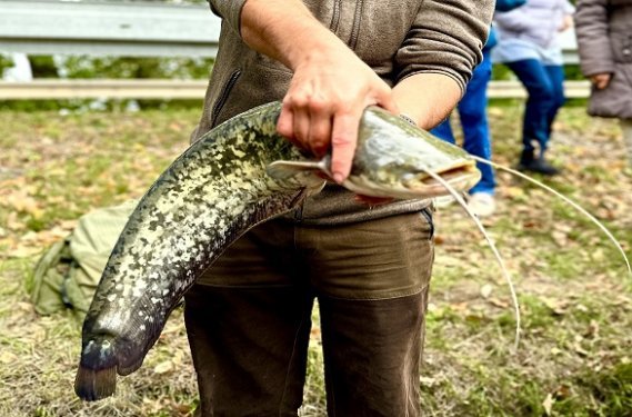 Bohemen karper Bohemen karper