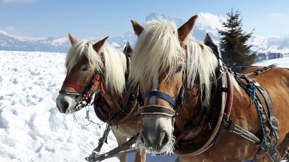 Paarden in de sneeuw