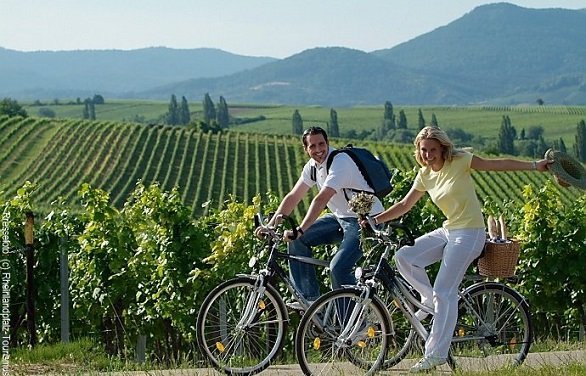 Fietsers in de Pfalz Deutsche Weinstrasse