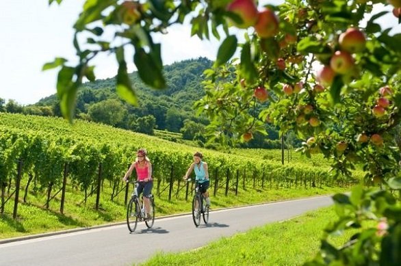 Fietsers Deutsche Weinstrasse met fruitboom