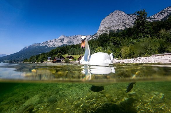 Salzkammergut zwaan