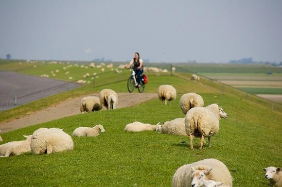 fietser zeedijk