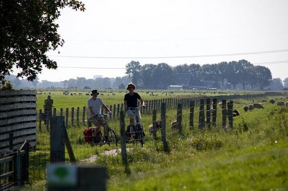 Fietsers met koeien