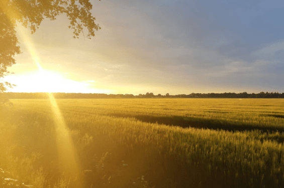 Fietsvakantie het Witteveen Nederland
