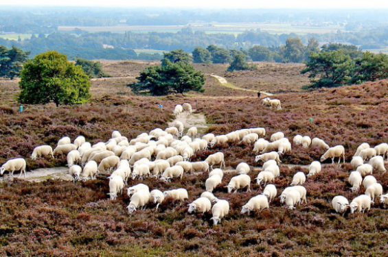 Wandelvakantie Drentse Hondsrug