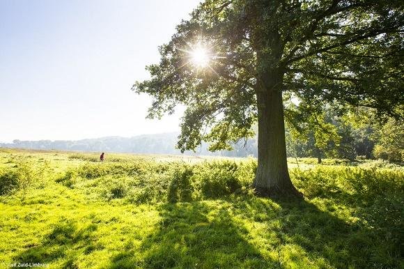 wandelaar in natuur Ingendael bij Chateau Sint Gerlach