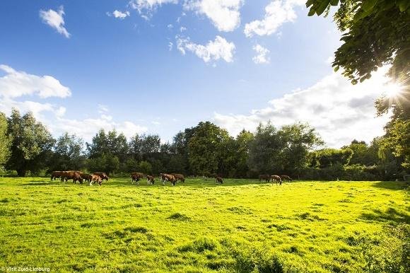 Koeien in weiland bij kasteel Schaleon