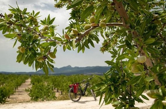 Via Verde Alcoy Alcoi - almendros Via Verde Alcoy Alcoi - almendros