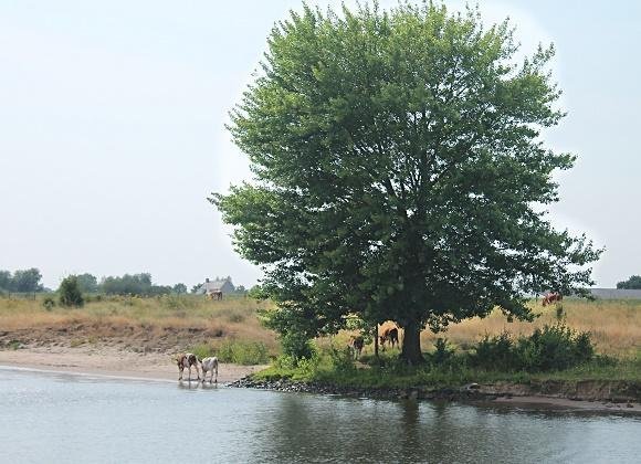 koeine in de Waal