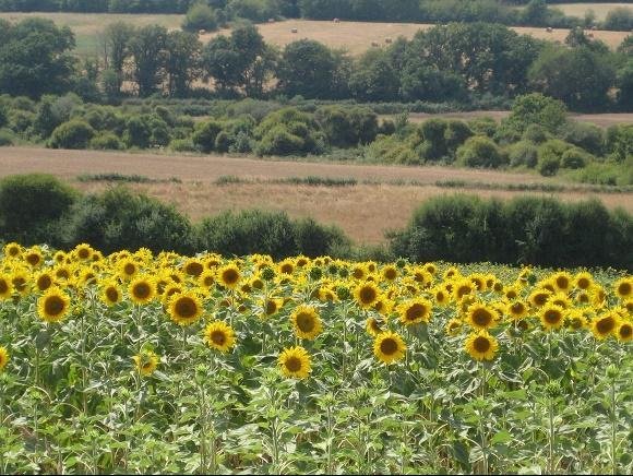 Het Franse Pad, zonnebloemen