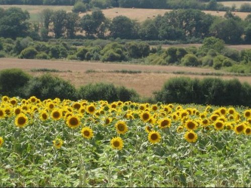 Het Franse Pad Het Franse Pad, zonnebloemen