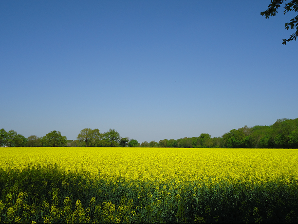 Het Franse Pad