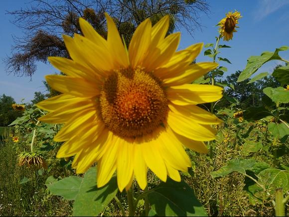 Zonnebloem