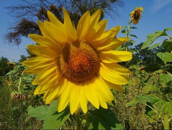 Zonnebloem