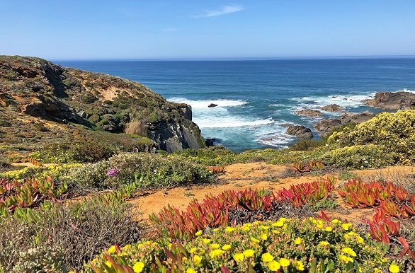 Westkust Portugal bloemen met kust