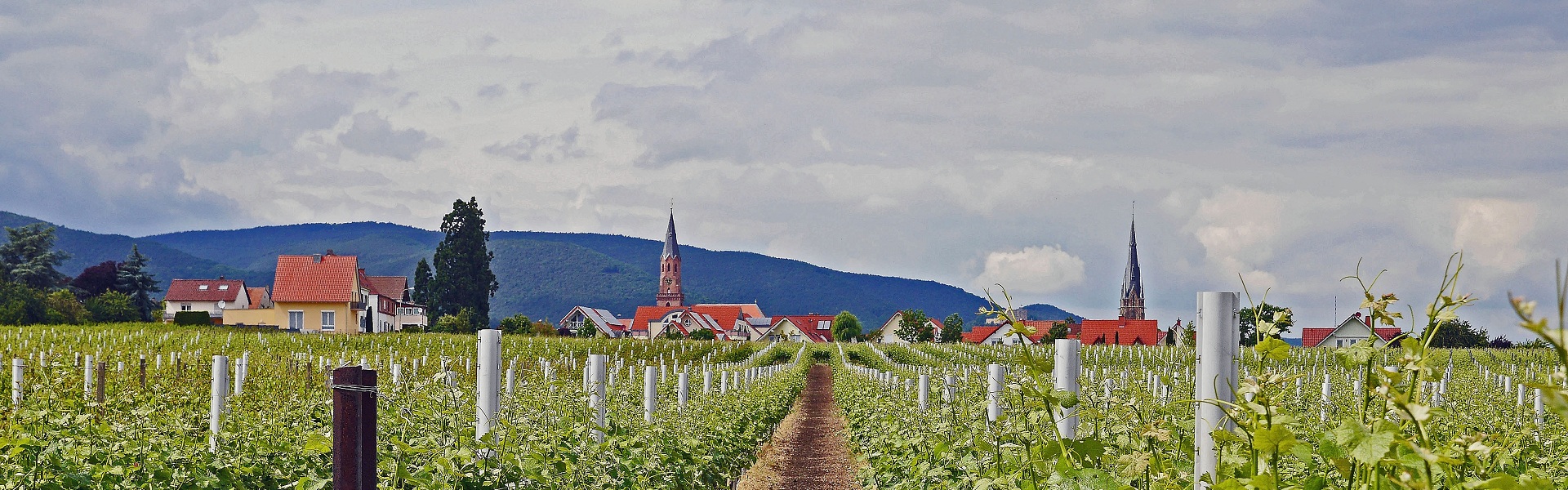Fietsen over de Duitse Weinstrasse