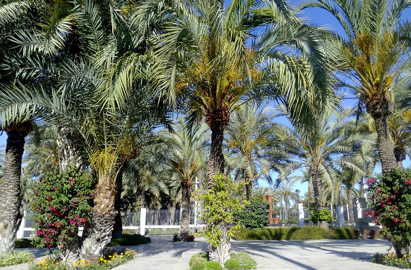 Elche