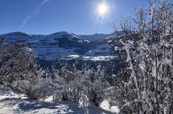 besneeuwde bomen in een rustig dal